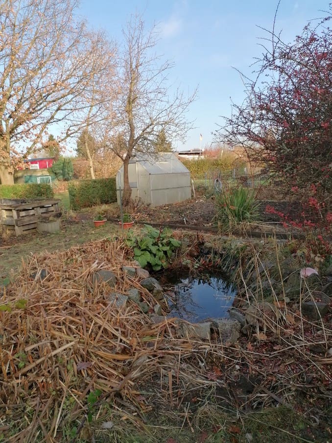 Teich Garten 33
